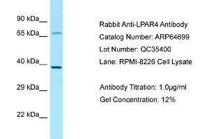 Western Blotting (WB) image for anti-Lysophosphatidic Acid Receptor 4 (LPAR4) (C-Term) antibody (ABIN2789930) (LPAR4 抗体  (C-Term))