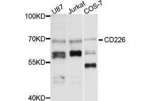 Western blot analysis of extracts of various cell lines, using CD226 antibody (ABIN6291788) at 1:1000 dilution.