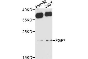 Western blot analysis of extracts of various cell lines, using FGF7 antibody (ABIN4903669) at 1:1000 dilution. (FGF7 抗体)