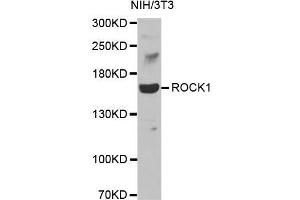 Western blot analysis of extracts of NIH3T3 cell line, using ROCK1 antibody. (ROCK1 抗体)
