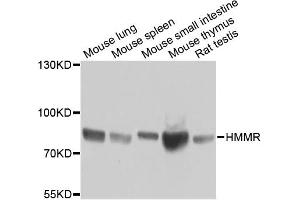 Western blot analysis of extracts of various cell lines, using HMMR antibody (ABIN5971368) at 1/1000 dilution. (HMMR 抗体)