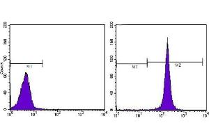 FC analysis of Hela cells using CD44 antibody (right) and negative control (left). (CD44 抗体)