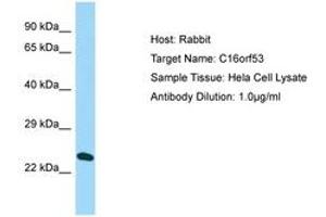 Image no. 1 for anti-PAXIP1 Associated Glutamate-Rich Protein 1 (PAGR1) (AA 38-87) antibody (ABIN6750163) (PAGR1 抗体  (AA 38-87))