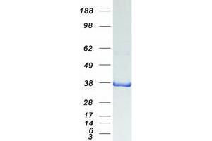 Western Blotting (WB) image for Protein Quaking (QKI) (Transcript Variant 4) protein (Myc-DYKDDDDK Tag) (ABIN2730243)