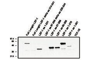 Image no. 1 for anti-Lymphoid Enhancer-Binding Factor 1 (LEF1) antibody (ABIN201548) (LEF1 抗体)