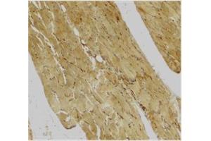 Immunohistochemical staining of human skeletal muscle using Caspase-7 antibody at 2 μg/ml. (Caspase 7 抗体  (C-Term))