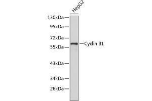 Western blot analysis of extracts of HepG2 cells, using Cyclin B1 antibody (ABIN1679460 and ABIN3015124). (Cyclin B1 抗体)
