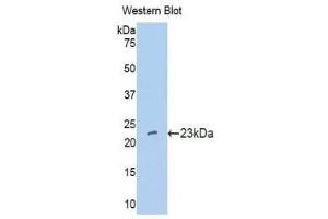 Western Blotting (WB) image for anti-Interferon, alpha 10 (IFNa10) (AA 24-189) antibody (ABIN3203138) (IFNA10 抗体  (AA 24-189))