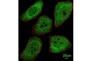 Immunofluorescent analysis of  cells, using PTTG1 Antibody (N-term) (ABIN391532 and ABIN2841485). (PTTG1 抗体  (N-Term))