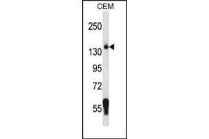 Western blot analysis using SF3B3 Antibody (C-term) Cat. (SF3B3 抗体  (C-Term))