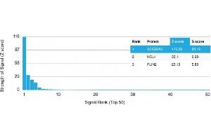 Analysis of Protein Array containing >19,000 full-length human proteins using Mammaglobin (SCGB2A2) Mouse Monoclonal Antibody (SPM518) Z- and S- Score: The Z-score represents the strength of a signal that a monoclonal antibody (MAb) (in combination with a fluorescently-tagged anti-IgG secondary antibody) produces when binding to a particular protein on the HuProtTM array. (Mammaglobin A 抗体)