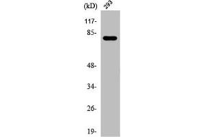 Western Blot analysis of 293 cells using Phospho-Caldesmon (S789) Polyclonal Antibody (Caldesmon 抗体  (pSer789))