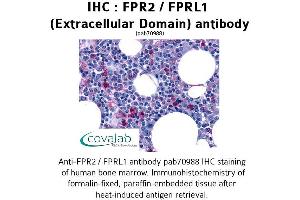 Image no. 1 for anti-Formyl Peptide Receptor 2 (FPR2) (2nd Extracellular Domain) antibody (ABIN1734456) (FPR2 抗体  (2nd Extracellular Domain))