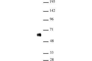 IRF-5 antibody (pAb) tested by Western blot Nuclear extract of THP-1 cells (20 µg) probed with IRF-5 antibody (1:500). (IRF5 抗体  (N-Term))