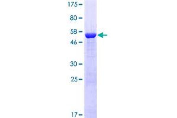 CHRM3 Protein (AA 1-67) (GST tag)