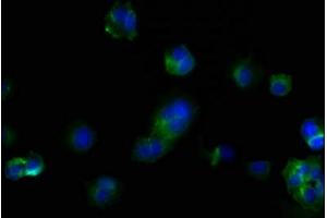 Immunofluorescence (IF) image for anti-CD44 (CD44) (AA 21-220) antibody (ABIN7147160)