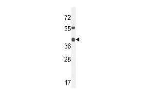 ADH4 Antibody (C-term) (ABIN654087 and ABIN2843975) western blot analysis in mouse heart tissue lysates (35 μg/lane). (ADH4 抗体  (C-Term))