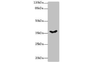 Western blot All lanes: PSG11 antibody at 12 μg/mL + Hela whole cell lysate Secondary Goat polyclonal to rabbit IgG at 1/10000 dilution Predicted band size: 38, 24 kDa Observed band size: 38 kDa (PSG11 抗体  (AA 7-219))