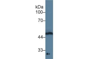 Detection of GDF11 in Rat Spinal cord lysate using Monoclonal Antibody to Growth Differentiation Factor 11 (GDF11) (GDF11 抗体  (AA 138-386))