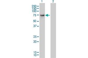 Western Blot analysis of DNAI2 expression in transfected 293T cell line by DNAI2 monoclonal antibody (M01), clone 1C8. (DNAI2 抗体  (AA 1-593))