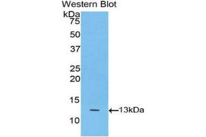Western Blotting (WB) image for anti-Tumor Necrosis Factor Receptor Superfamily, Member 13C (TNFRSF13C) (AA 96-184) antibody (ABIN1077689) (TNFRSF13C 抗体  (AA 96-184))