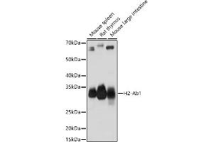 Western blot analysis of extracts of various cell lines, using H2-Ab1 antibody (ABIN7267665) at 1:1000 dilution. (H2-AB1 抗体)
