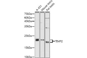 Western Blotting (WB) image for anti-Metalloproteinase Inhibitor 2 (TIMP2) (AA 100-200) antibody (ABIN1513608)