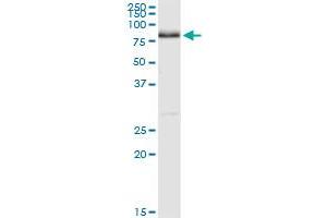 NRG1 MaxPab rabbit polyclonal antibody. (Neuregulin 1 抗体  (AA 1-241))