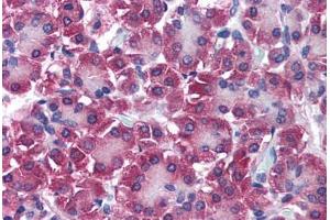 Human Pancreas (formalin-fixed, paraffin-embedded) stained with DUT antibody ABIN290266 at 5 ug/ml followed by biotinylated secondary antibody, alkaline phosphatase-streptavidin and chromogen. (Deoxyuridine Triphosphatase (DUT) (AA 1-52) 抗体)