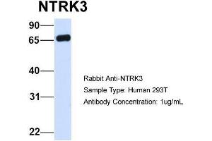 Host:  Rabbit  Target Name:  NTRK3  Sample Type:  Human 293T  Antibody Dilution:  1. (NTRK3 抗体  (C-Term))