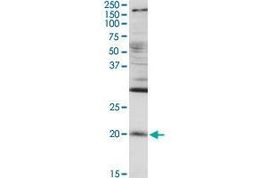 RGS5 MaxPab rabbit polyclonal antibody. (RGS5 抗体  (AA 1-181))