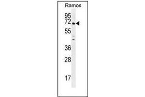 Western blot analysis of PNLDC1 Antibody (C-term) in Ramos cell line lysates (35ug/lane). (PNLDC1 抗体  (C-Term))