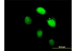 Immunofluorescence of purified MaxPab antibody to LHX4 on HeLa cell. (LHX4 抗体  (AA 1-390))