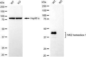 Western blotting analysis using NK2 homeobox 1 antibody (ABIN7799607).