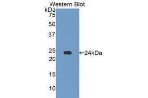 Western Blotting (WB) image for anti-Caspase 7, Apoptosis-Related Cysteine Peptidase (CASP7) (AA 24-198) antibody (ABIN1858252) (Caspase 7 抗体  (AA 24-198))