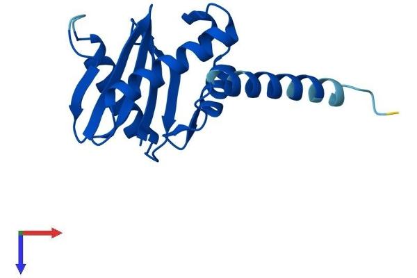 AP1S3 Protein (AA 1-154) (His tag)
