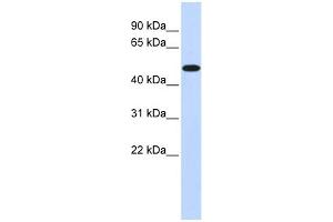 WB Suggested Anti-PDK2 Antibody Titration:  0. (PDK2 抗体  (Middle Region))