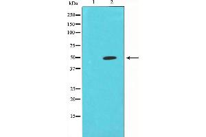 Western Blotting (WB) image for anti-Coronin, Actin Binding Protein, 1A (CORO1A) (Internal Region) antibody (ABIN6259628)