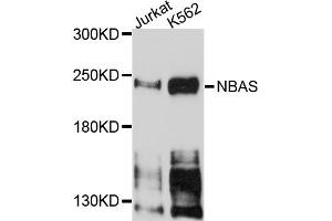 Western blot analysis of extracts of various cell lines, using NBAS antibody (ABIN5972726) at 1/1000 dilution. (NBAS 抗体)