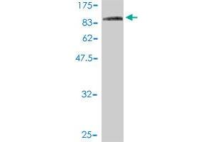 Western Blotting (WB) image for anti-Component of Oligomeric Golgi Complex 7 (COG7) (AA 1-770) antibody (ABIN566657)