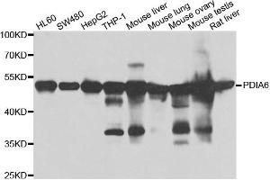 Western blot analysis of extracts of various cell lines, using PDIA6 antibody. (PDIA6 抗体)