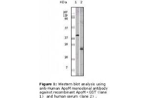 Image no. 1 for anti-Apolipoprotein M (APOM) antibody (ABIN232116) (Apolipoprotein M 抗体)