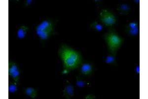 Anti-NIT2 mouse monoclonal antibody (ABIN2453355) immunofluorescent staining of COS7 cells transiently transfected by pCMV6-ENTRY NIT2 (RC210660). (NIT2 抗体)