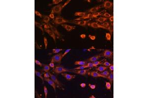Immunofluorescence analysis of NIH-3T3 cells using SUPV3L1 Polyclonal Antibody (ABIN6132844, ABIN6148741, ABIN6148742 and ABIN6225286) at dilution of 1:100 (40x lens). (SUPV3L1 抗体  (AA 577-786))