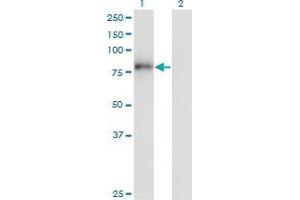 Western Blot analysis of ZNF175 expression in transfected 293T cell line by ZNF175 monoclonal antibody (M01), clone 1C2. (ZNF175 抗体  (AA 81-178))