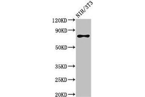 Western Blot Positive WB detected in: NIH/3T3 whole cell lysate All lanes: SFPQ antibody at 3 μg/mL Secondary Goat polyclonal to rabbit IgG at 1/50000 dilution Predicted band size: 77, 73 kDa Observed band size: 77 kDa (SFPQ 抗体  (AA 499-598))