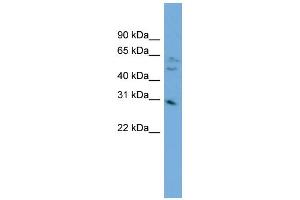 WB Suggested Anti-MRTO4 Antibody Titration:  0.