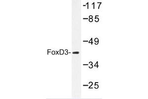 Image no. 1 for anti-Forkhead Box D3 (FOXD3) antibody (ABIN272260) (FOXD3 抗体)