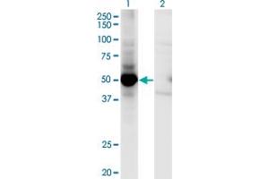 Western Blot analysis of MAP2K5 expression in transfected 293T cell line by MAP2K5 monoclonal antibody (M01), clone M1-E6.