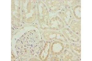 Immunohistochemistry of paraffin-embedded human kidney tissue using ABIN7142053 at dilution of 1:100 (PLCD4 抗体  (AA 1-290))
